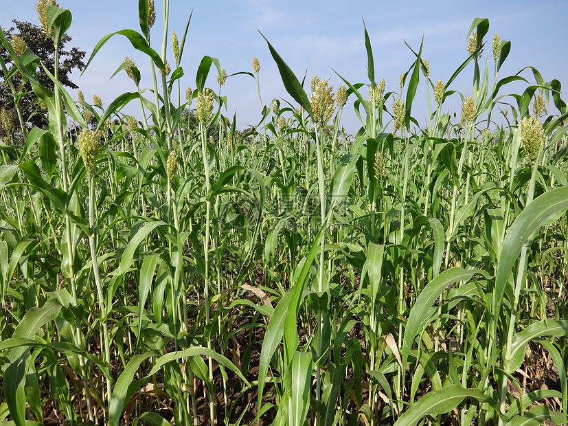 牧草種子批發一斤起批