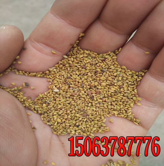 菏澤邊坡綠化草種廠家