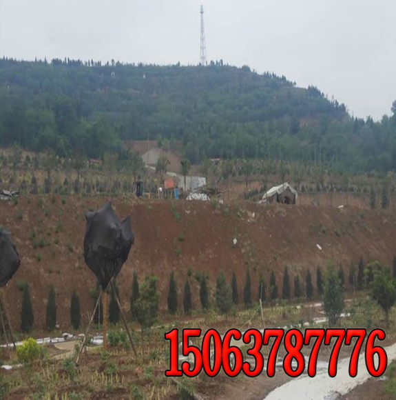 公路邊坡綠化草種產品