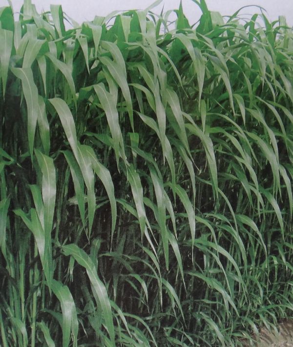 牧草種子公司批發 價格