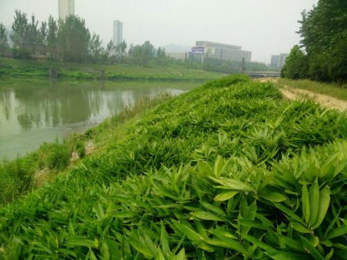 河堤邊坡綠化草種子批發