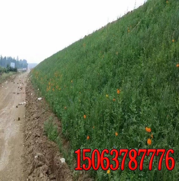復綠草種大量批發價