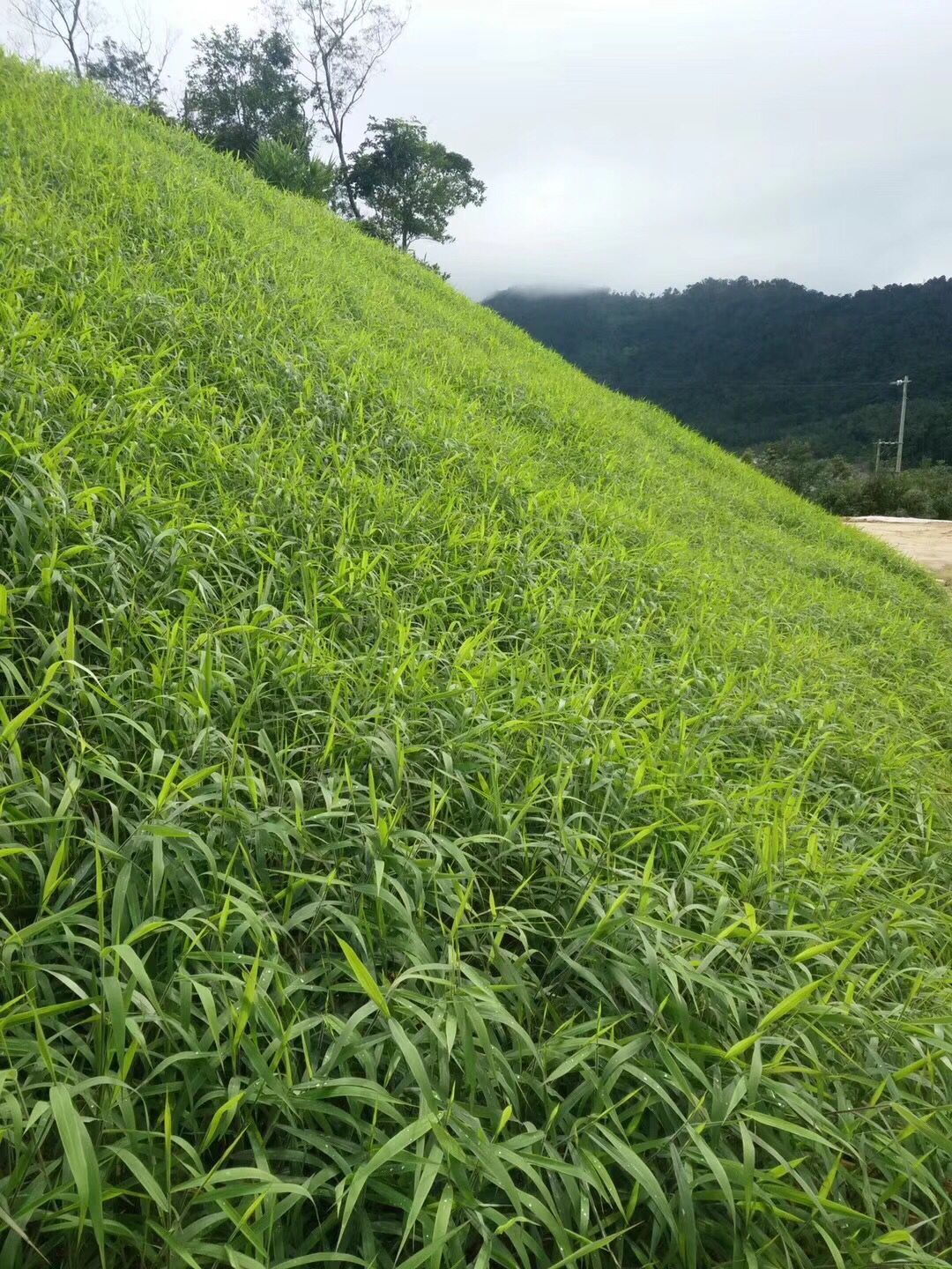 草種子護坡護坡種子批發市場
