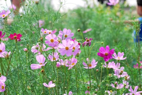 花草種子批發市場