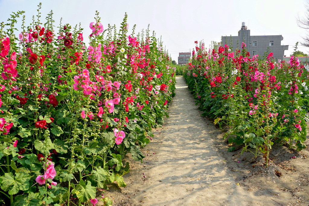 花草種子批發市場