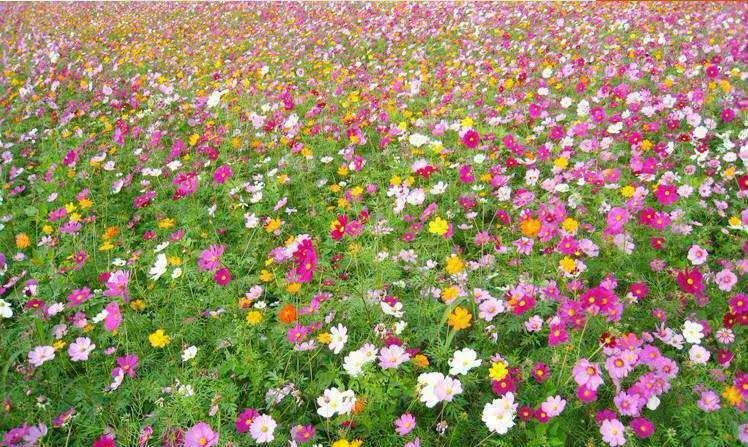 野花草種子批發市場