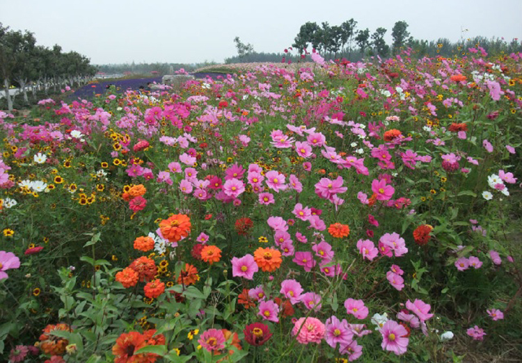 野花草種子批發價格