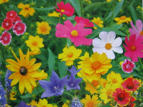混播草花品種