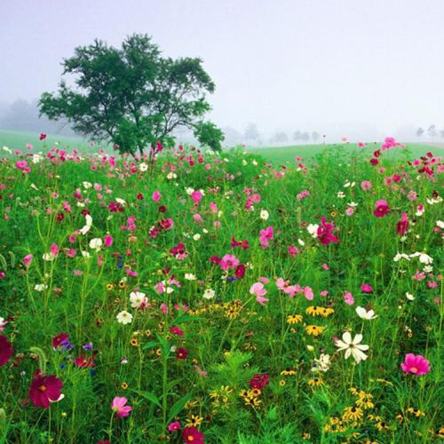 混播草花品種