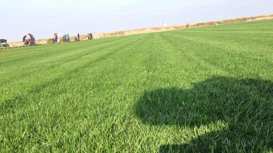 常用混播草坪草種比例