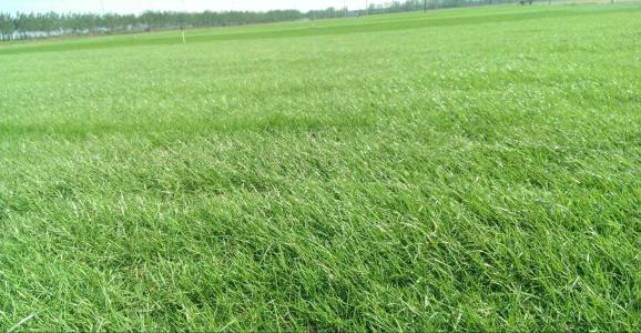 混播草坪比例哪種***