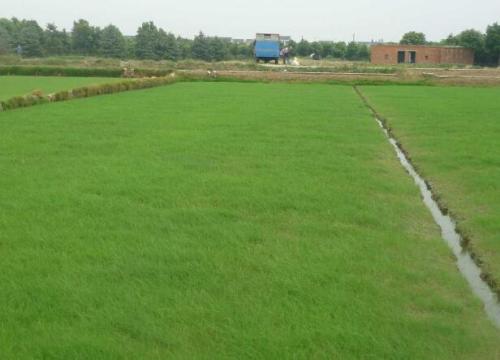 混播草坪比例哪種***