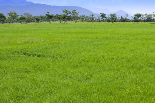四季青混播草坪