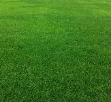 混播草坪多少錢一個平方