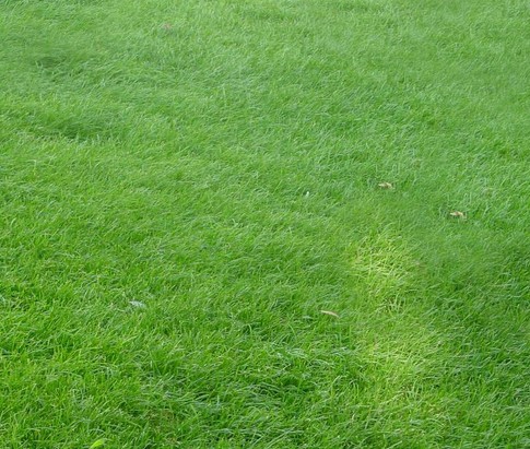 混播草坪有草皮嗎