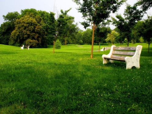 混播草坪有什么缺點