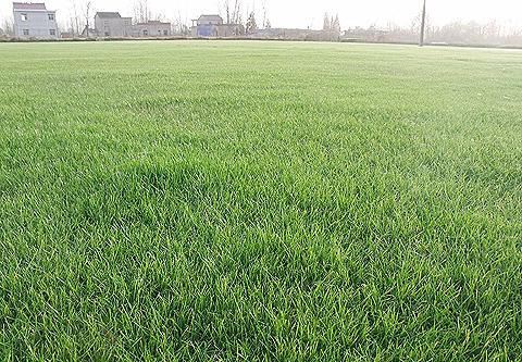 混播草坪有什么缺點