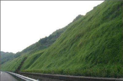 菏澤高速公路護坡草種
