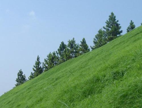 菏澤高速公路護坡草種