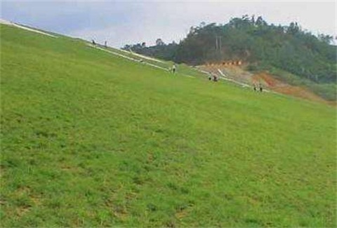 菏澤高速公路護坡用什么草種好