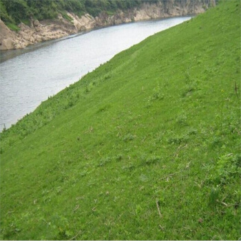 國產混播草種批發