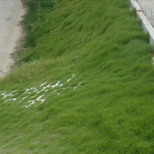 怎樣種植混播草坪