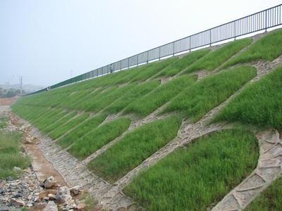 混播草籽怎么配比比較好