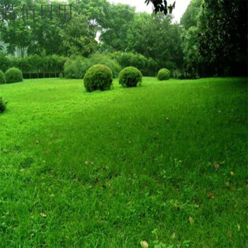 黑麥草混播草坪的***害