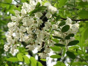 洋槐花草籽供應商