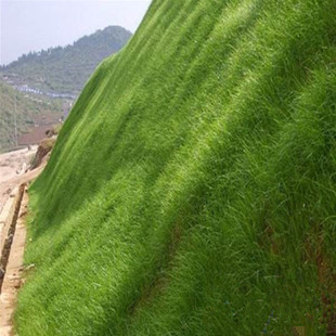 鎮江混播草坪草種價格