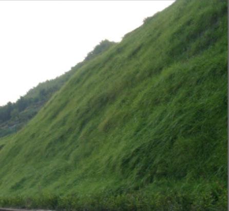 河南高速公路護坡草籽什么時間播種比較好