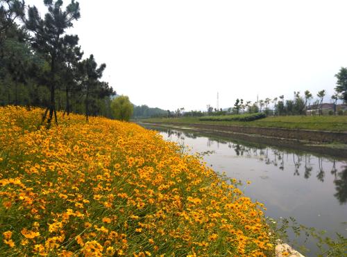 混播草花常見品種有哪些