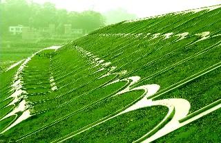 菏澤河堤護坡用什么草種好