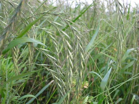 北方適合種植披堿草嗎？