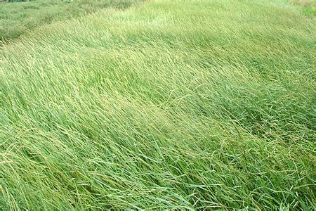 北方適合種植披堿草嗎？