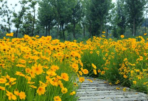 公路綠化護坡草籽