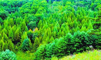 礦山復綠種植什么植物好？