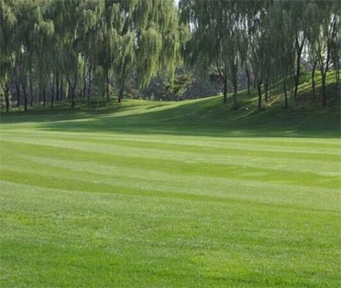 混播草坪草種的種類