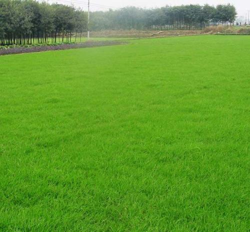 綿陽混播草種哪里有賣