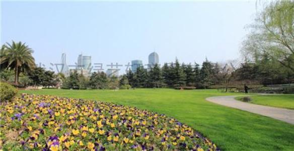 高羊茅和早熟禾混播草坪播種時間