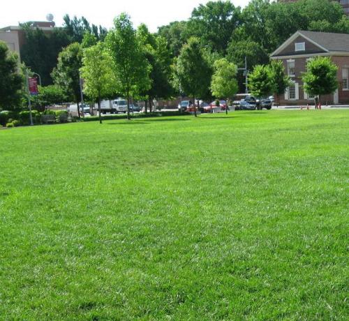 混播草草坪種子批發價格