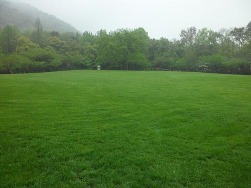 混播草草坪種子批發價格