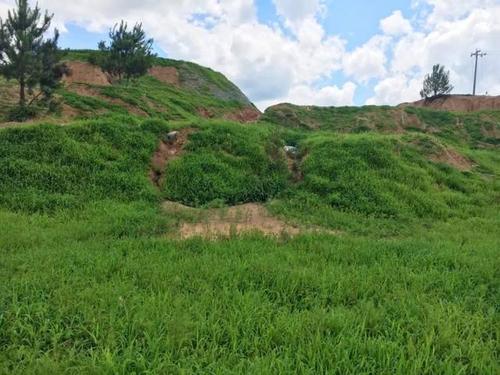 礦山復綠種什么草種好