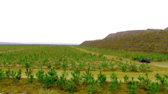 礦山復綠種什么草種好