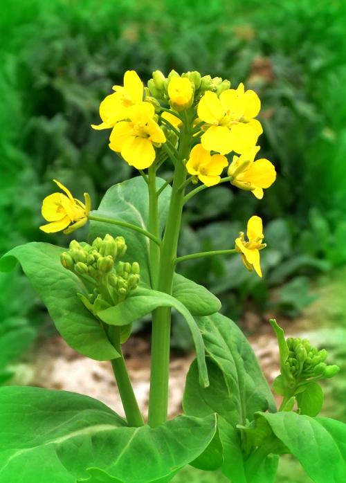 四川油菜花籽多少錢一斤