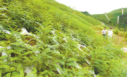 礦山復綠用什么植物好