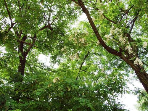 黑龍江刺槐種子多少錢一斤