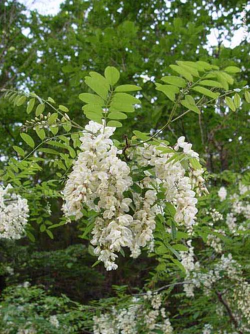 護坡灌木刺槐怎么樣