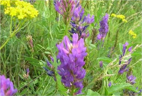 沙打旺對土壤要求不嚴，適應性廣，在耕地、棄耕地和退化、沙化、鹽堿化草地的各類土壤均能種植。大面積播種，要因地制宜的采用多種方式的耕作措施和地面處理。沙打旺耐瘠薄，一般播種不進行施肥，有條件的，對種子田可適當施用有機肥和磷肥播種。播種前要曬種1～2 天，清除菟絲子。播種期以春夏兩季為宜，也可在土壤開始封凍時，進行寄子播種，沙打旺幼苗生長緩慢，易受雜草危害，在2～3片真葉時就應中耕除草；播種當年要嚴加管理，嚴禁牲畜放牧，損傷幼苗。對出苗不齊或漏播地段要于當年或第二年及時補播，當年補播不能過晚，以免影響越冬。刈割留茬高度不宜過高，一般5～6厘米。沙打旺常見***害有蚜蟲、金龜子等，要及時進行藥物防治；常見***害有白粉***，莖腐***、根腐***等，對白粉***可用多菌靈或退菌特防治。菟絲子是危害沙打旺最嚴重的寄生植物，除認真做好種子除雜工作外，生育期一旦發現，要連同被害植株全部拔除銷毀或深埋，也可用魯保一號菌劑噴施防治。長時間積水或土壤水分過多時，易發生莖腐***和根腐***，應及時做好排水防澇工作。沙打旺飼用的適宜刈割時期為營養生長后期，或株高達80～100厘米時進行，其后植株粗老，適口性變差。