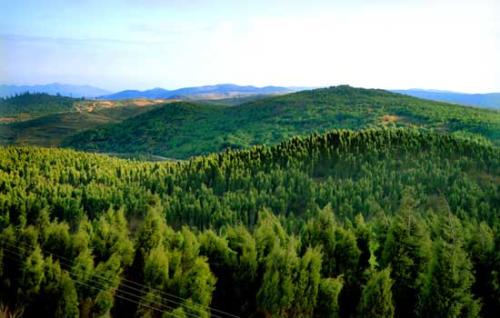 礦山復綠用的草種去哪里買？